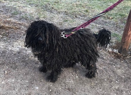 Gombóc Artúr, 12 éves, 44 cm magas, puli, kan