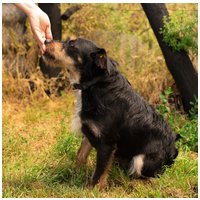 Oli, 2 éves, 47 cm magas, kan #5