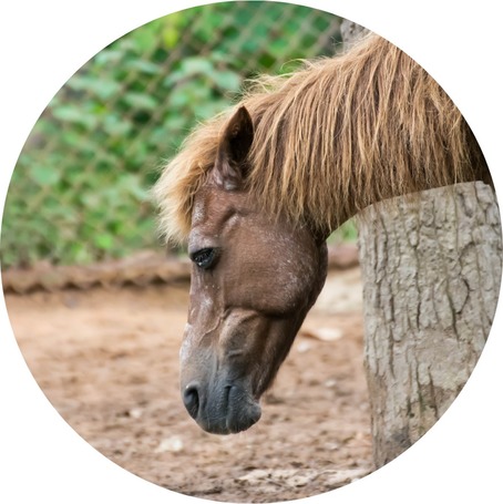 Csüdsömör elleni termékek