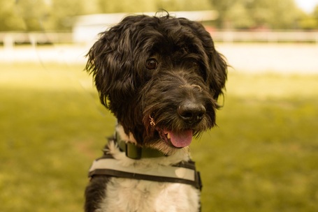 Zénó, 7 éves, ivartalanított kan