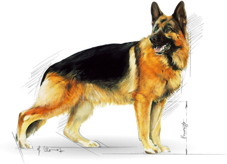 Royal Canin German Shepherd Adult - Német Juhász felnőtt kutya száraz táp