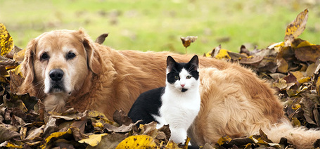 Ezt kell tudnod kisállat gazdiként a bolhák és kullancsok fejlődési ciklusáról