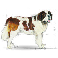 Royal Canin Giant Adult - óriás testű felnőtt kutya száraz táp #11