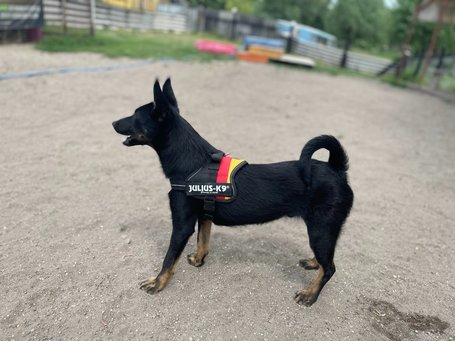 Gedeon, fél éves, kan