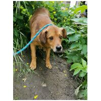 Misi, ivartalanított kan #3