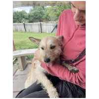 Szöszi, 5 éves ivartalanított lányka #4