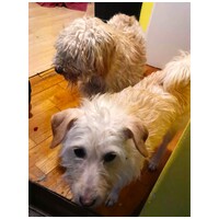 Aranyka, ivartalanított szuka kutyus #8