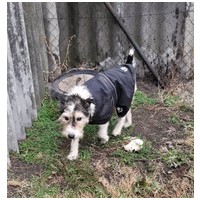 Topi, 10 éves, 44 cm magas, foxi keverék, kan #2