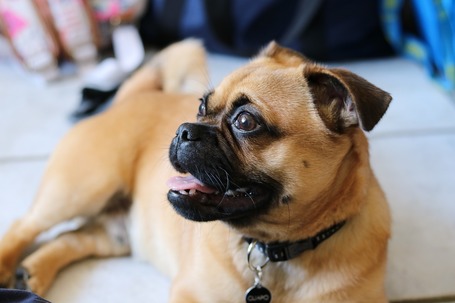 Delikan Original Junior kölyöktáp