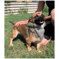 Manó, egy éves, szuka #3