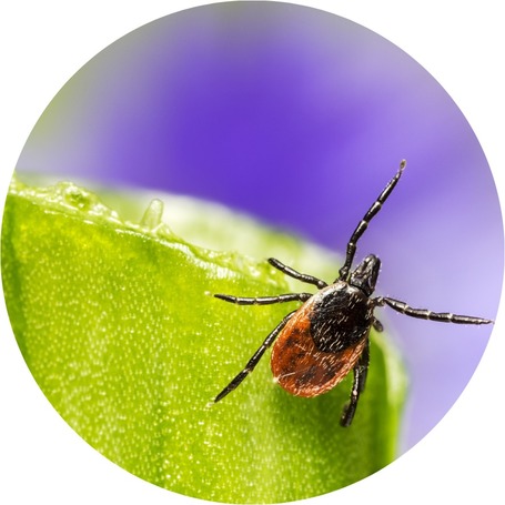 Élősködők elleni védekezés lovaknál