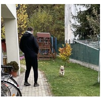 Szöszi, 5 éves ivartalanított lányka #10