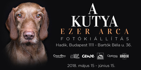 ​​​​​​Csodaszép kutyák költöztek Karinthy egykori törzshelyére