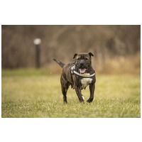 Suzy, négy éves, közepes méretű szuka #7