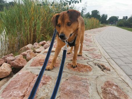 Misi, ivartalanított kan