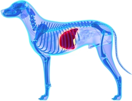 Májbeteg kutya számára