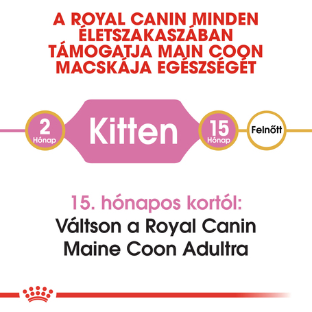 Royal Canin Maine Coon Kitten - Maine Coon kölyök macska száraz táp