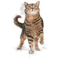 Royal Canin Appetite Control Care - Száraz táp felnőtt macskák részére az étvágy szabályozásának segítésére #10