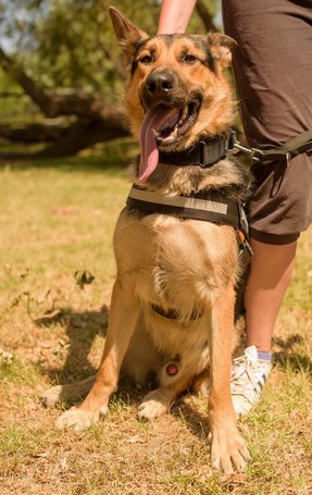 Marsall, egy éves, kan