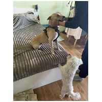 Floren, 3 éves ivartalanított szuka #11