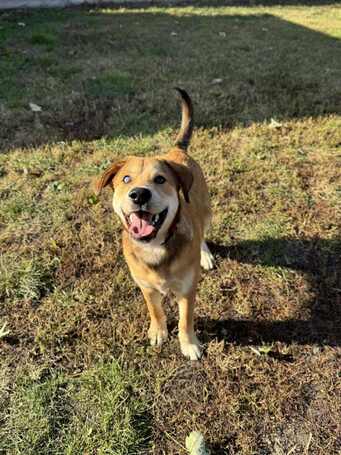 Showzsák, 6 hónapos keverék fiúcska