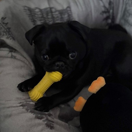 Zeus