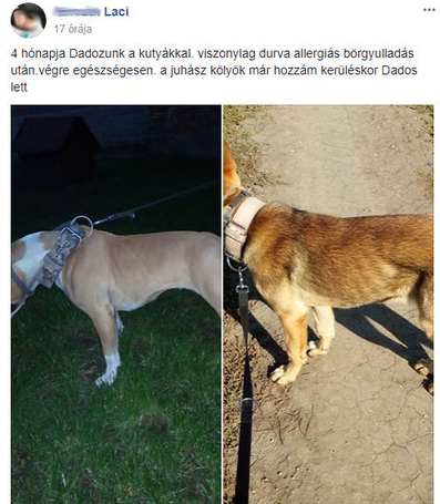 Dado Hypoallergenic Puppy Mini Fish & Rice | Hipoallergén halas táp kistestű kölyökkutyáknak