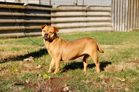Mochi, 2 éves ivartalanított szuka