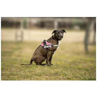 Zara, 12 éves, 58 cm magas, leány kutya #2