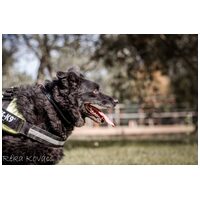 Cseni, 5 éves kan #5