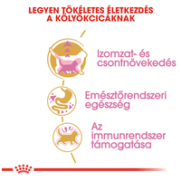 Royal Canin British Shorthair Kitten - Brit rövidszőrű kölyök macska száraz táp #3