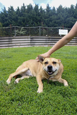 Pufirizsa, 8 éves ivartalanított szuka