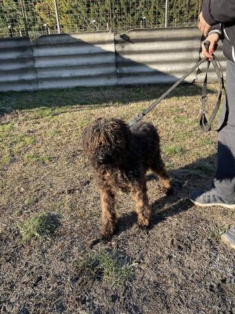 Pemzli, 14 éves, puli keverék, kan