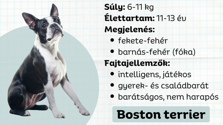 Boston terrier - A tökéletes amerikai úriember