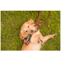 Railey, két éves, kan #9