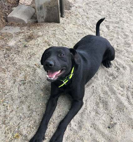 Milo, 3 éves, 53 cm magas,  labrador-bull keverék, kan