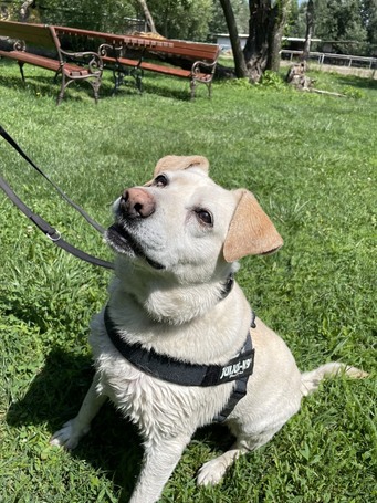 Amy, ivartalanított szuka kutyus