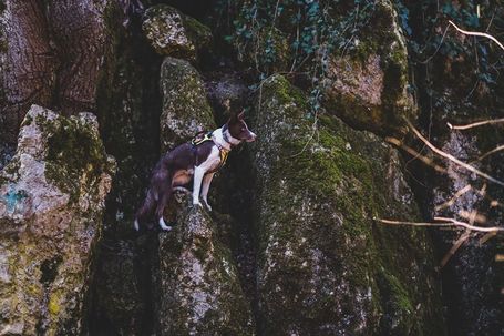 Yutipet RnD párnázott biztonsági kutyahám (Piros)