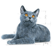 Royal Canin Dental Care - Száraz táp felnőtt macskák részére a fogkőképződés csökkentéséért #10