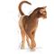 Royal Canin Aroma Exigent - válogatós felnőtt macska száraz táp