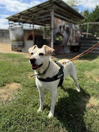 Amy, ivartalanított szuka kutyus