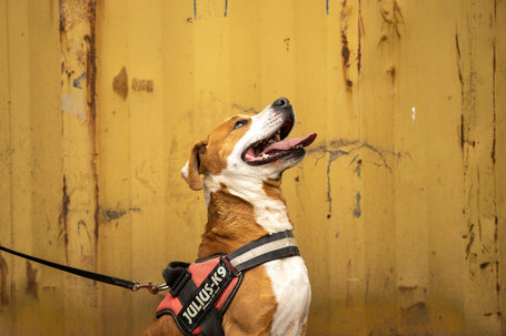 Hádész, 9 éves, 50 cm magas, kan