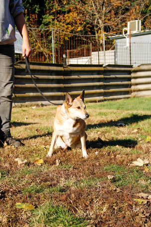 Poppy, 11 éves ivartalanított idős hölgy