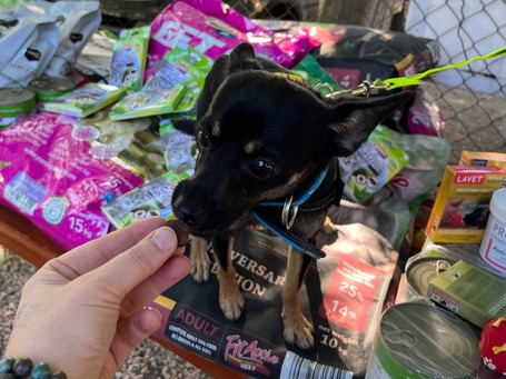 Gézu, egy éves, kan