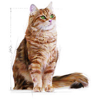 Royal Canin Digestive Care - száraz táp érzékeny emésztésű felnőtt macskák részére #9