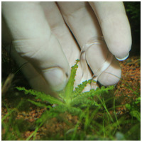 JBL ProScape Plantis ültetőcsipesz (növény rögzítő) #4