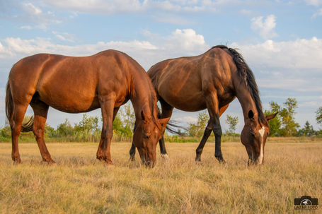 EQI Gastiv a lovak emésztőrendszerének optimális működéséért