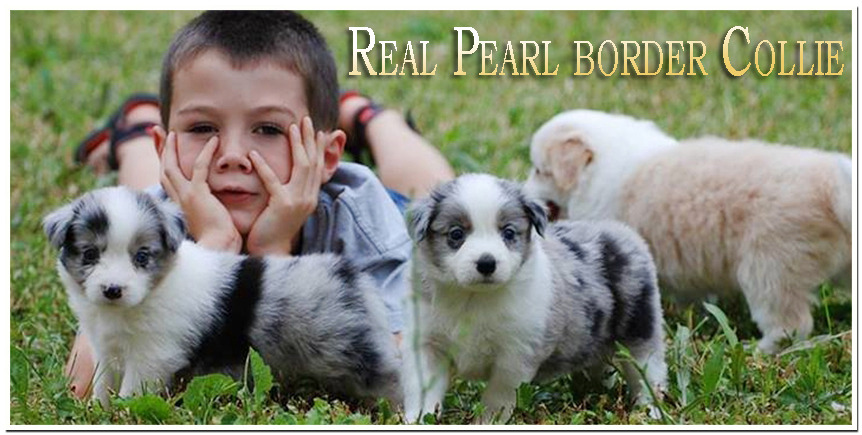 Real Pearl Border Collie kennel