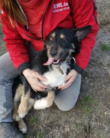 Borzas, két éves, kan