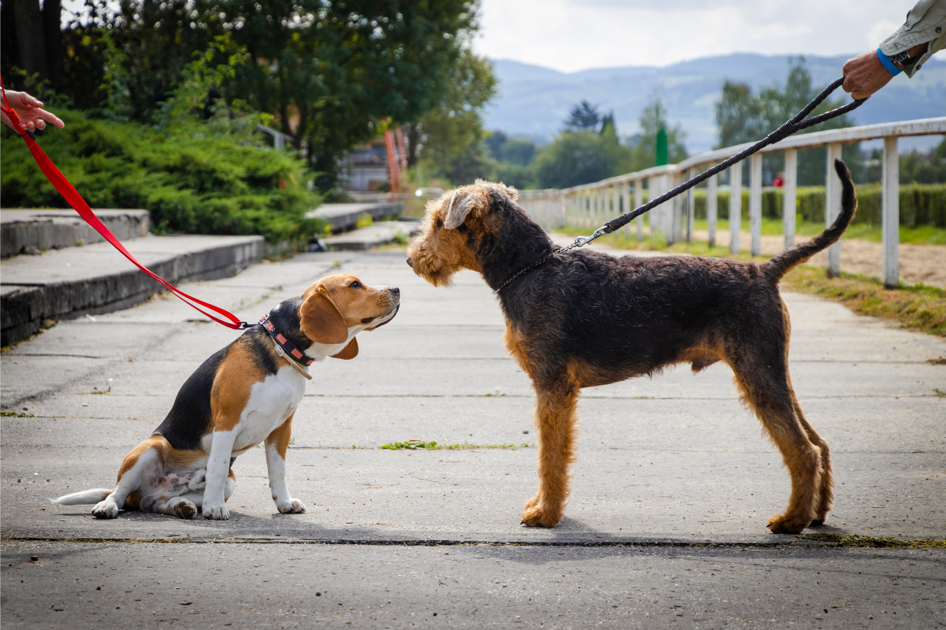 Airedale terrier és beagle